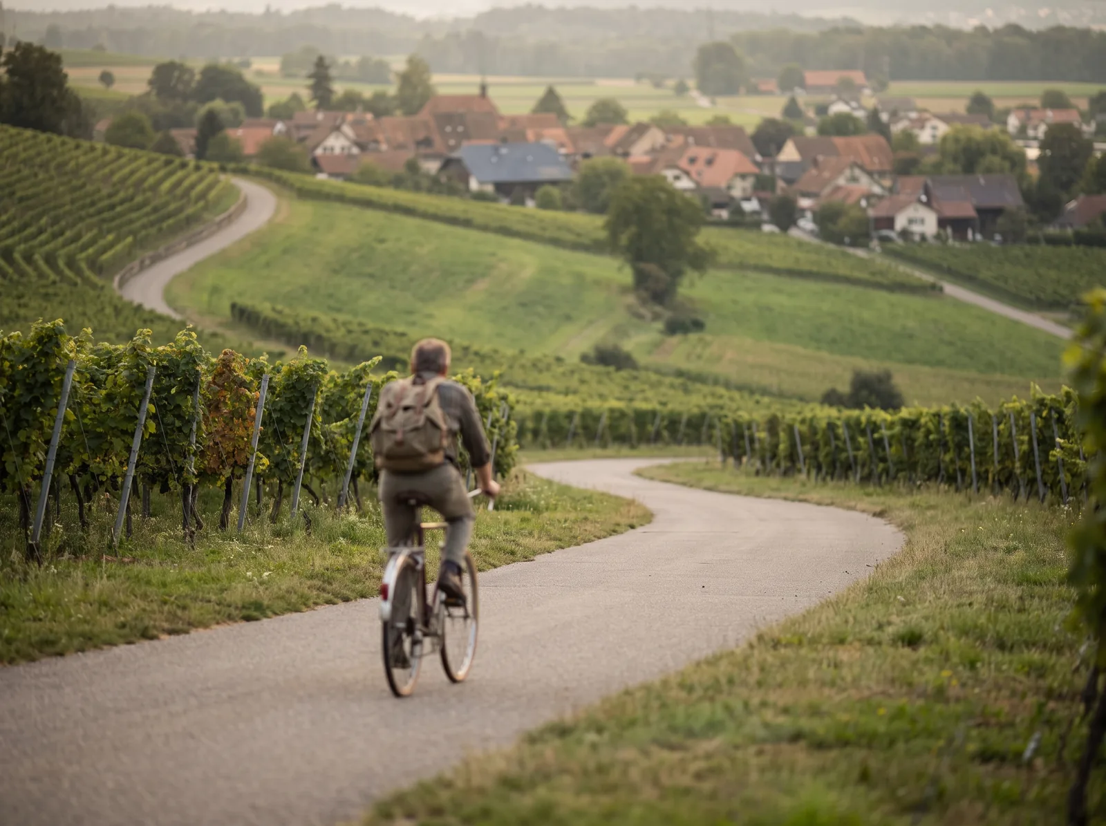 Landstrasse durch Rebberge im Kanton Schaffhausen nahe der deutschen Grenze